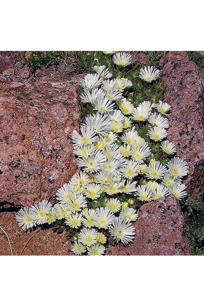 Делосперма гібридна Вайт Наггет 